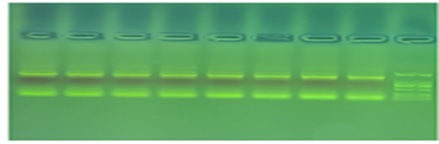 PCR Results